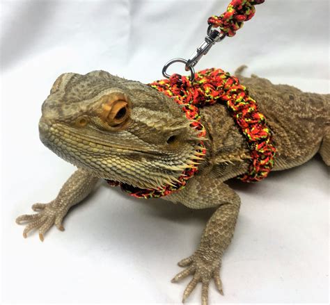 Adjustable for Widely Use With a adjust clip on the rope,. . Bearded dragon harness